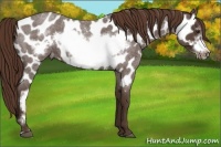 Horse Color:Liver Red Roan Frame Appaloosa 