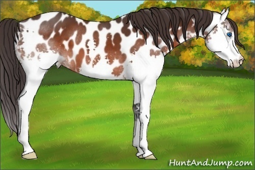 Horse Color:Bay Splash Appaloosa 