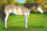Horse Color:Buckskin Splash 