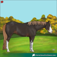 Horse Color:Liver Chestnut Sabino 
