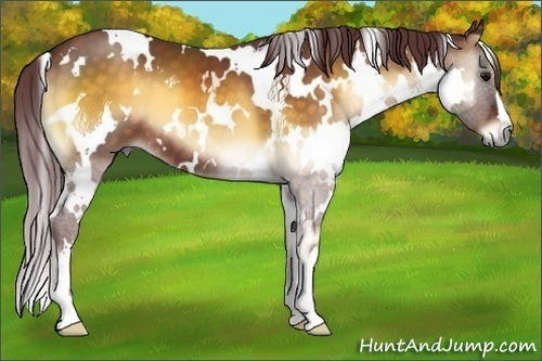 Horse Color:White Spotted Chocolate Buckskin Onyx 