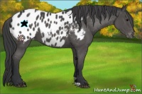 Horse Color:Black Appaloosa 
