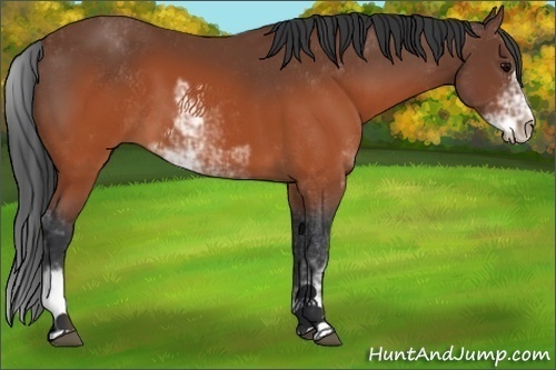 Horse Color:Brown Sabino 