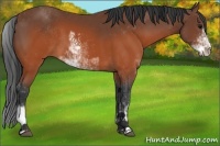 Horse Color:Brown Sabino