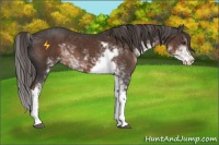 Horse Color:Liver Chestnut Sabino 