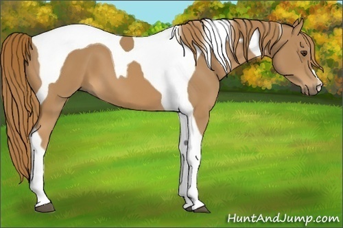 Horse Color:Chestnut Tobiano