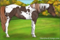 Horse Color:Liver Chestnut Tobiano Rabicano 