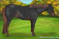 Horse Color:Liver Chestnut Rabicano 