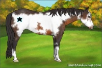 Horse Color:Buckskin Frame 
