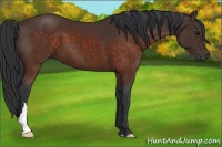 Horse Color:Brown 