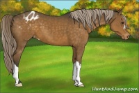 Horse Color:Chocolate Palomino Blanket 