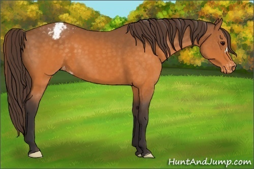 Horse Color:Buckskin Snowcap