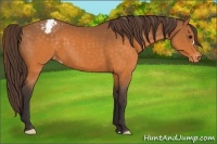 Horse Color:Buckskin Appaloosa