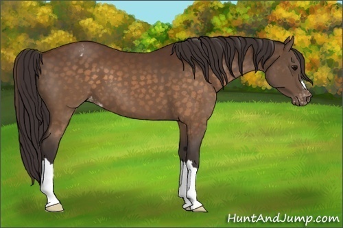 Horse Color:Buckskin Varnish 