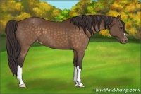 Horse Color:Buckskin Varnish 