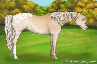 Horse Color:Gold Cream Champagne Appaloosa 
