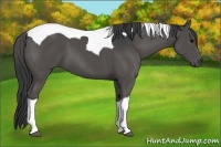 Horse Color:Black Tobiano 