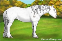 Horse Color:Brown Sabino