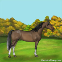 Horse Color:Gray White Spotted Brown Dun 