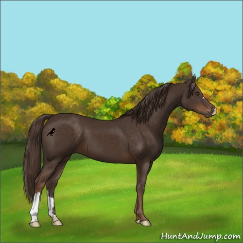 Horse Color:Liver Chestnut 