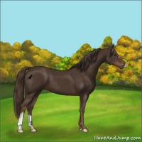 Horse Color:Liver Chestnut 