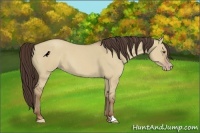 Horse Color:Classic Champagne Dun 