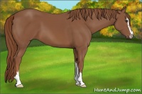 Horse Color:Chestnut Sabino 