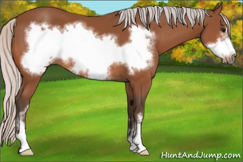 Horse Color:Silver Bay Sabino Frame