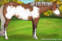 Horse Color:Silver Bay Sabino Frame 