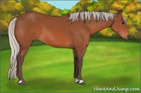 Horse Color:Silver Bay 