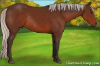 Horse Color:Silver Brown Rabicano