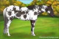 Horse Color:White Spotted Liver Chestnut
