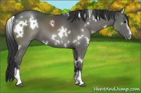 Horse Color:White Spotted Black Sabino 