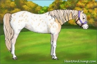 Horse Color:Palomino Onyx Appaloosa 