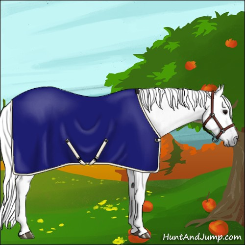 Horse Color:Gray Silver Black Rabicano 