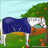 Horse Color:Gray Silver Black Rabicano 