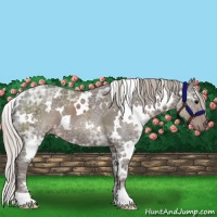 Horse Color:White Spotted Silver Black Ice