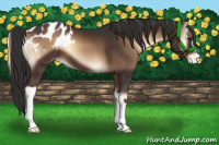 Horse Color:Liver Red Onyx Appaloosa 