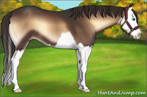 Horse Color:Liver Red Onyx Splash 