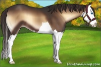 Horse Color:Liver Red Onyx Splash 