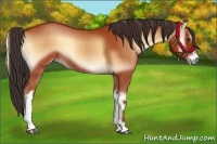 Horse Color:Bay Onyx 