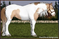 Horse Color:Brown Pearl Sabino Tobiano Rabicano 
