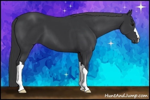 Horse Color:Black 