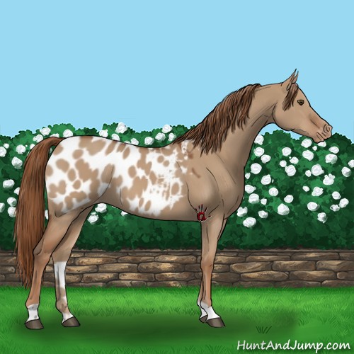 Horse Color:Red Dun Appaloosa 
