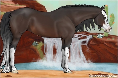 Horse Color:Brown Sabino Splash 