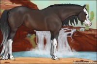 Horse Color:Brown Sabino Splash
