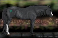 Horse Color:Black Rabicano 