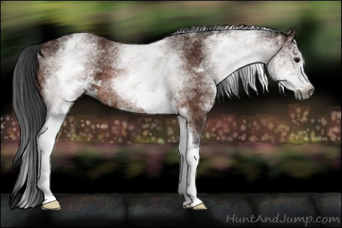 Horse Color:Gray White Spotted Bay Sabino