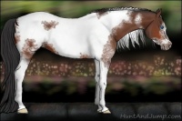 Horse Color:Brown Sabino Tobiano Frame 