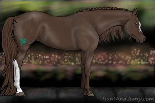 Horse Color:Liver Chestnut 